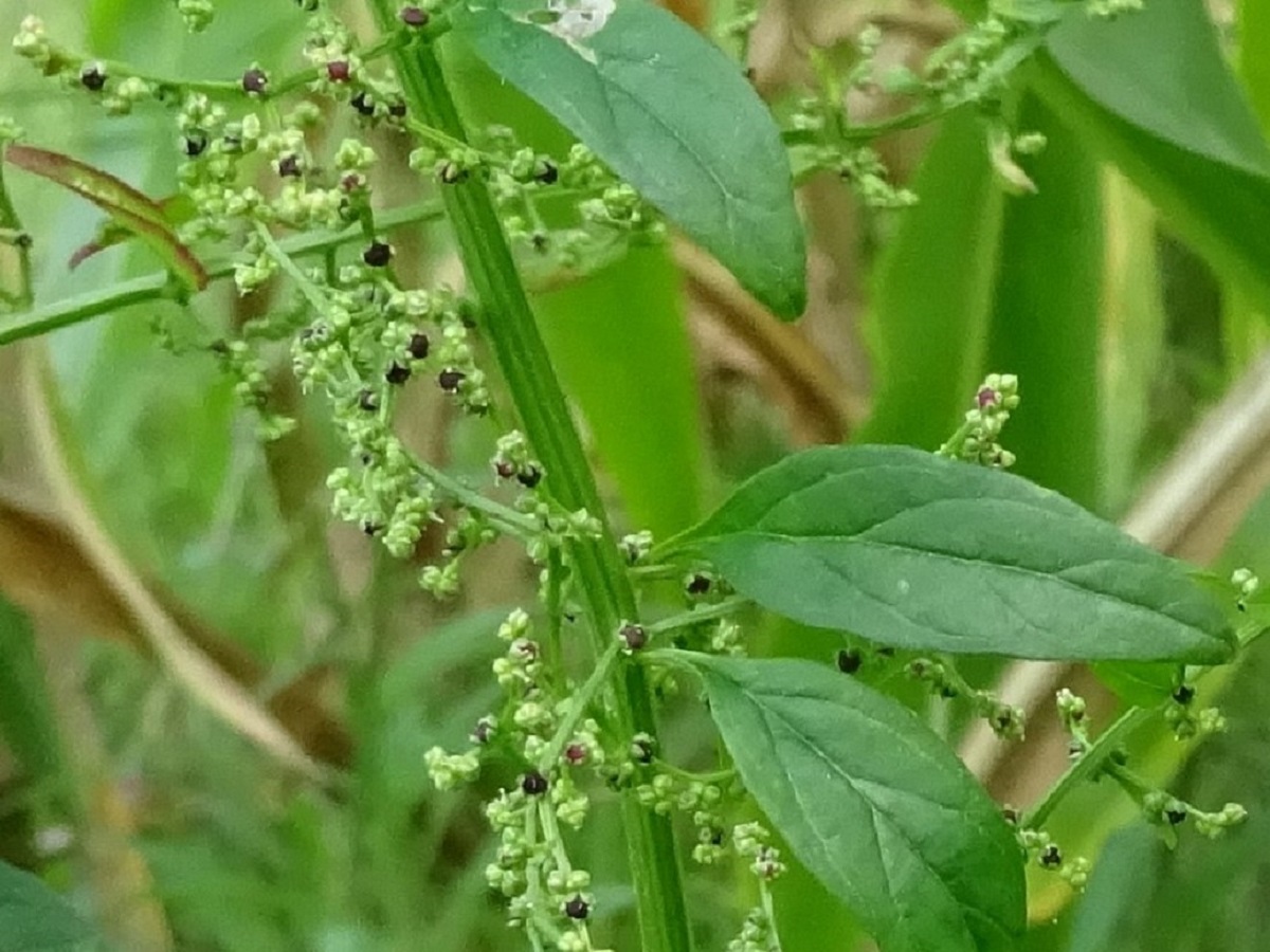 Lipandra polysperma (Amaranthaceae)